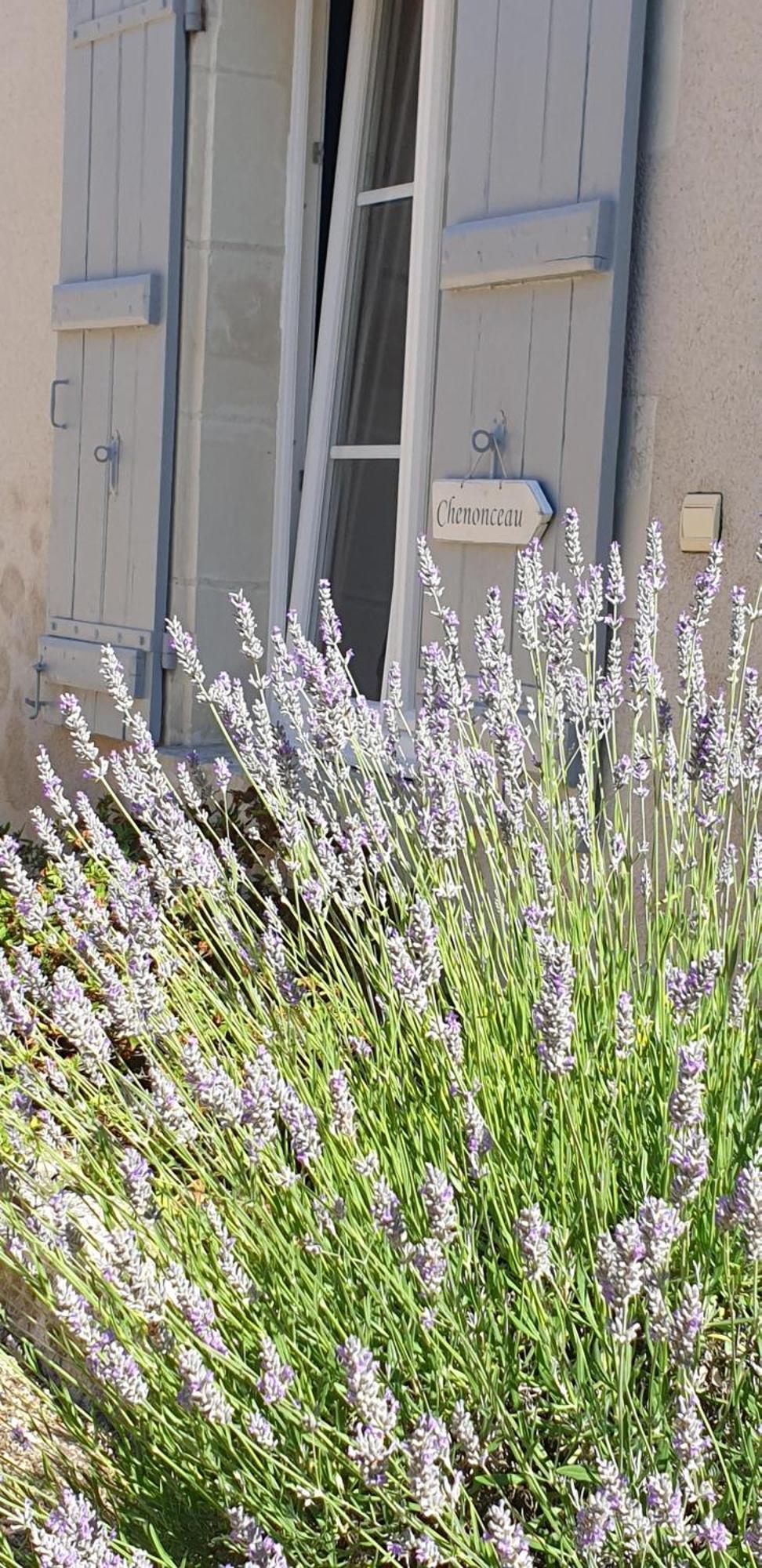 Le Clos De La Rousseliere Francueil Oda fotoğraf